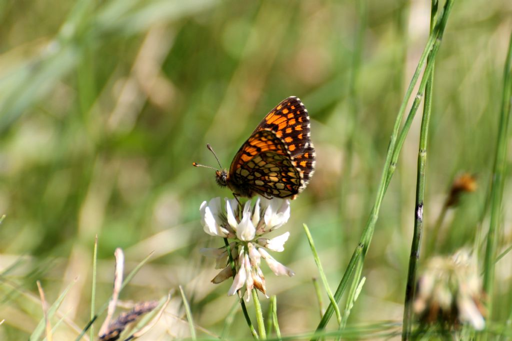 Melitaea athalia? S